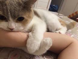 Video How To Prevent Your Cat From Spraying Cat Cats In 2020 Cats Cute Cats Pretty Cats