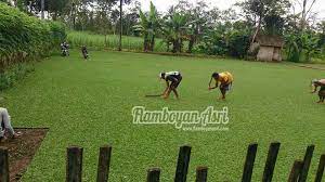 Untuk harga beberapa jenis rumput taman sangat bervariasi namun yang lebih mahal dari beberapa jenis di atas adalah jenis rumput taman swiss dan golf, untuk lainnya relatif sama. Jual Rumput Taman Gajah Mini Harga Murah Surabaya Tukang Taman Surabaya Jasa Taman Surabaya