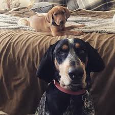 Black And Tan Coonhound Rescue Ohio Pin On Coonhound
