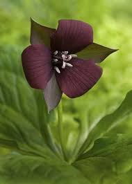 Check spelling or type a new query. Gladys Esther Segura On Twitter Unusual Flowers Beautiful Flowers Flower Garden
