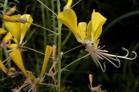 Image result for Cleome angustifolia