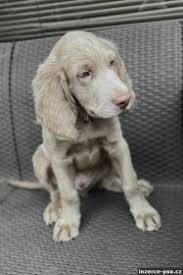 Image result for výmarský dlouhosrstý ohař