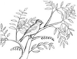 Make a coloring book with trees olive for one click. Robin S Great Coloring Pages Dead Sea Sparrow In Olive Tree Coloring Page Reposting In English