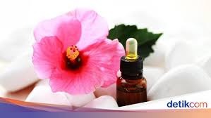 Dengan desain yang sederhana, mereka dapat dengan mudah tampil kasual namun profesional. Mengenal Bunga Hibiscus Dan Cara Merawatnya Agar Taman Makin Cantik