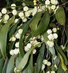Image result for Acacia melanoxylon