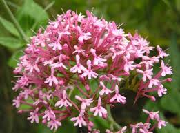 Image result for Centranthus