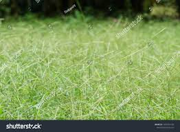Image result for Paspalum vaginatum