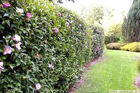 A camellia will flower over a period of four to six weeks. With Flowers From Late Summer To Winter Sasanqua Camellias Make A Hedging Plants Hedges Front Landscaping