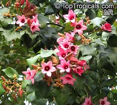 Image result for Brachychiton discolor