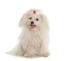 Looking for a white dog breed that's full of fluff? Long Haired Dog Breeds 7 Stunning Hairy Hounds Practical Paw The Dog Lovers Toolkit