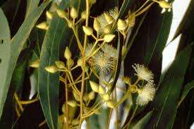 Image result for Eucalyptus camaldulensis