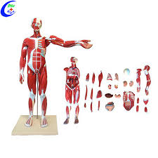The muscular system is an organ system consisting of skeletal, smooth and cardiac muscles. China Human Whole Body Muscle Anatomy Education Model China Anatomical Model Muscle Human Muscle Anatomy Model