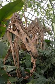 Image result for Suchomimus