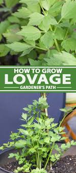 Seedlings if you like, but weed out others to prevent the plants from smothering other plants in the border. How To Grow And Use Lovage An Uncommon Herb Gardener S Path