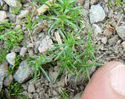 Image result for Lophiocarpus tenuissimus