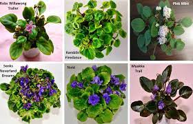 What Are The Different Types Of African Violet Plants Baby Violets African Violets Plants African Violets African Violet Pots