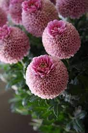 Chrysanthemum Crown Kindly Rate 1 10 Earth Laughs In Flowers Unusual Flowers Beautiful Flowers Amazing Flowers