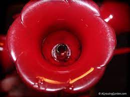 How To Clean A Hummingbird Feeder With Bleach Humming Bird Feeders Hummingbird Feeder Recipe Diy Hummingbird Feeder