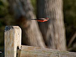 Birds Of Southern Arizona Book Faster Than A Speeding Bullet Birding In Arizona Www Sabo Org Bird Species Arizona Birds Animals