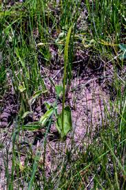 Image result for Ophioglossum polyphyllum