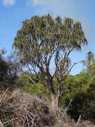 Image result for Aloidendron tongaense