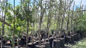 Image result for Diospyros lycioides