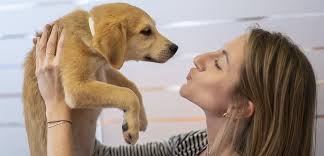 Brush out your dog daily: At Home Pet Grooming Top Tips And Recommendations Aspca