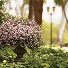 Image result for Sutera debilis