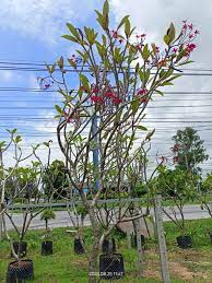 شجر الياسمين الهندي Plumeria rubra acutifolia | شركة 29 العالمية