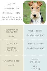 Image result for foxterier drsnosrstý