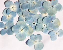 Maybe you would like to learn more about one of these? 120pcs Pressed Dried Hydrangea Flower For Epoxy Resin Jewelry Making Postcard Frame Phone Case Craft Diy Artificial Dried Flowers Aliexpress