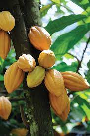The beans are made up of a seed coat, a kernel and a germ. Cacao Description Cultivation Pests Diseases Britannica