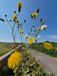 Image result for Sonchus luxurians