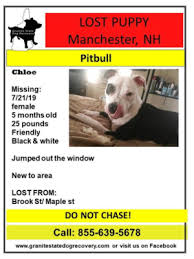 Manchester dog rehoming, rescue & adoption. New White Pitbull Memes Has Memes Chasee Memes Brindle Memes