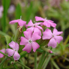 Image result for Silene