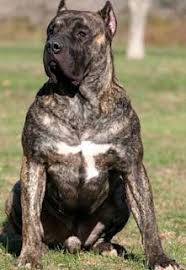 Presa Canario Dog Breeds Presa Canario Dogs