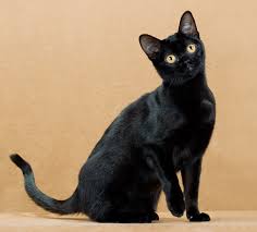 American Shorthair Bombay Cat Vs Black Cat Page Not Found Cat Photography Cat Day Cat Photo