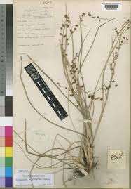 Image result for Helixanthera schizocalyx