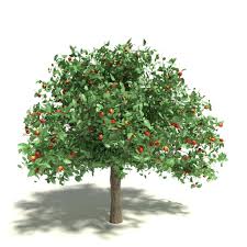 Dvd guide to all aspects of fruit tree care & pruning.all you need. Understanding Fruit Tree Forms Learn About Common Fruit Tree Shapes