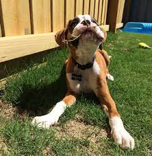 These playful boxer puppies are intelligent & friendly. Boxer Puppies For Sale Near Me Boxer Puppies For Sale Near Me Boxer Puppies For Sale Near Me