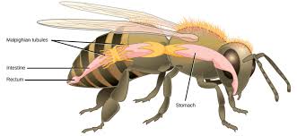 Maybe you would like to learn more about one of these? Excretion Systems Biology I