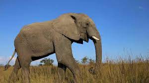 قضيب الفيل ينمو حتى 150 سم وهو ليس أكبر عضو في عالم الحيوان