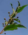Image result for Clutia robusta