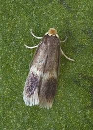 Image result for Stigmella confusella