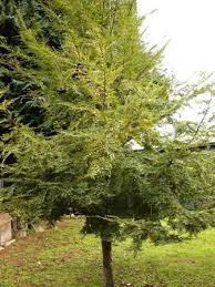 Image result for Fagopyrum snowdenii