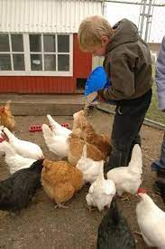 Great Tips For Taking Care Of Chickens In The Winter Free Range Chickens Chickens Backyard Best Egg Laying Chickens