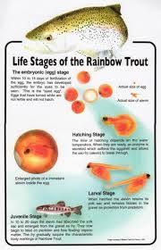 Trout Life Cycle Google Search Fish Life Cycle Trout Life Cycles Activities