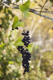 Image result for Smilax