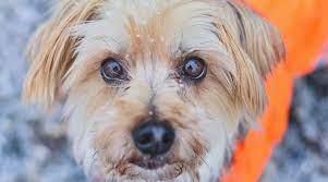 Maltese Yorkshire Terrier Mix Morkie Breed Info Puppy Costs More