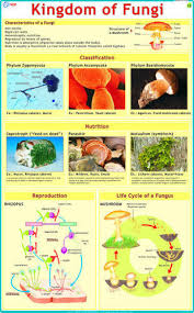 Types Of Fungi Charts